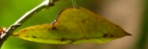 Pupae Side of Large Grass-yellow - Eurema hecabe hecabe